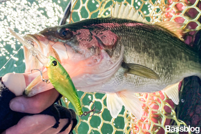 シマノ パブロシャッドの連続ジャークで釣れたバス。