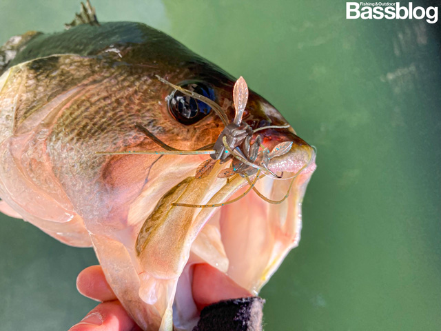 ダイワ スティーズ クアッドフォーゼ