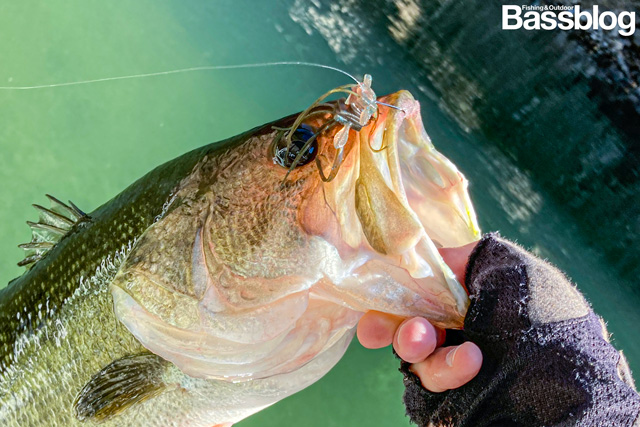 ダイワ スティーズ クアッドフォーゼ