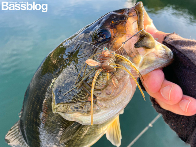 ダイワ スティーズ クアッドフォーゼ