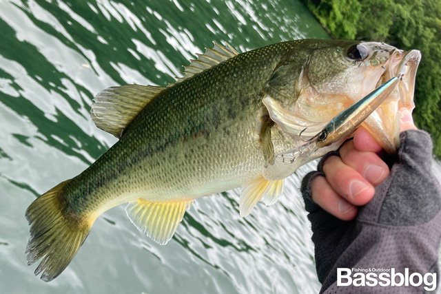 困った時の切り札 シマノ「パブロシャッド」