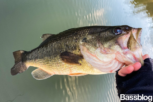 冬に釣れたバス