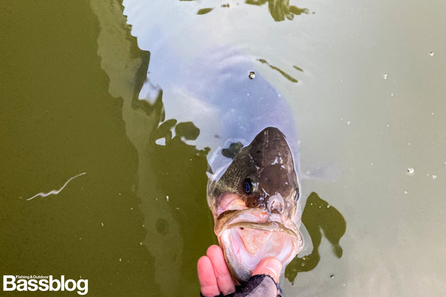 冬に釣れたバス