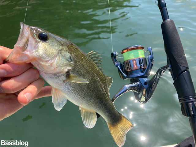 バス釣りで30cm程度の小バスを相手にするなら、そもそも剛性は重要ではない。