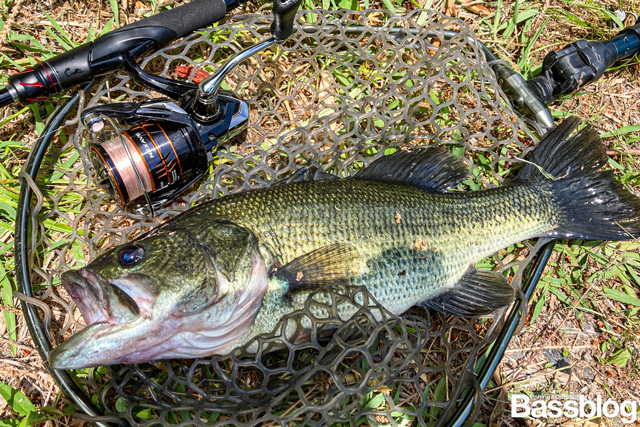 26ネクサーブで釣った40cmクラスのバス。