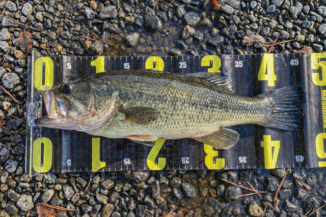 1月のバス釣り：1月に釣れたブラックバス