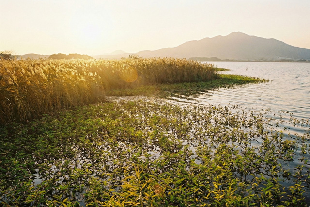 霞ヶ浦の葦とツルノゲイトウ