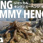 【キングジミーヘンジのインプレ】使い方と推奨リグのセッティングから、重さとカラー・タックルまで徹底解説。
